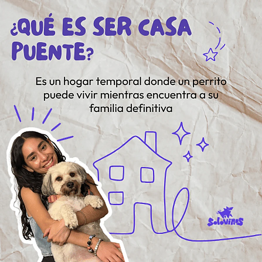 ¿Qué es ser casa puente? Es un hogar temporal donde un perrito puede vivir mientras encuentra a su familia definitiva.