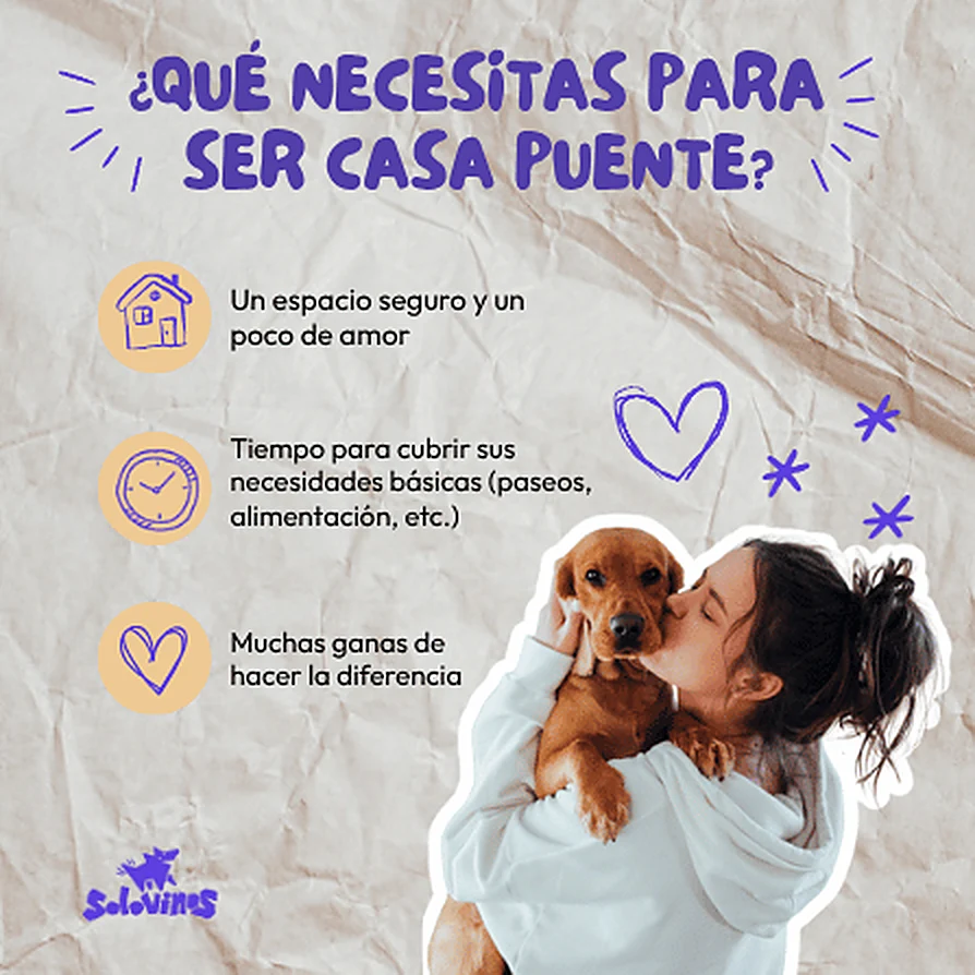 ¿Qué necesitas para ser casa puente? Un espacio seguro y un poco de amor, tiempo para cubrir sus necesidades básicas (paseos, alimentación, etc.) y muchas ganas de hacer la diferencia.