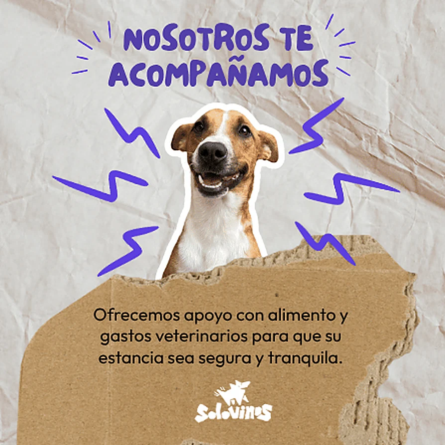Nosotros te acompañamos: ofrecemos apoyo con alimento y gastos veterinarios para que su estancia sea segura y tranquila.
