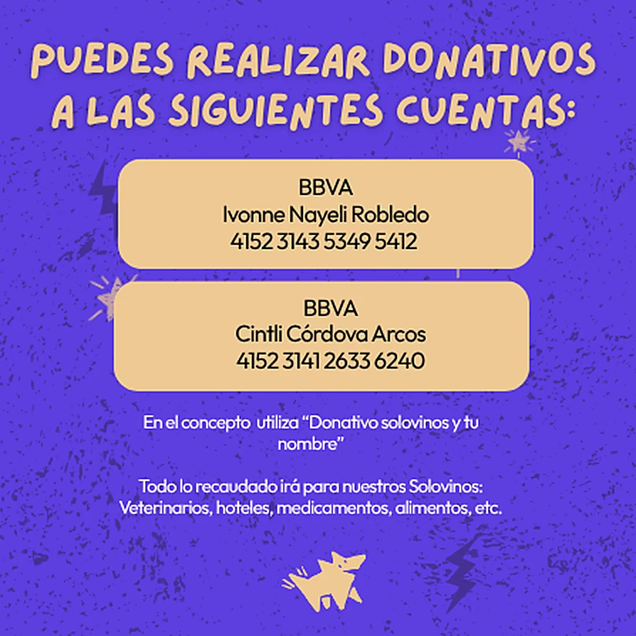 Puedes realizar donativos a las siguientes cuentas: BBVA, Ivonne Nayeli Robledo, 4152 3143 5349 5412; BBVA, Cintli Córdova Arcos, 4152 3141 2633 6240. En el concepto utiliza «Donativo solovinos y tu nombre». Todo lo recaudado irá para nuestros solovinos: veterinarios, hoteles, medicamentos, alimentos, etc.