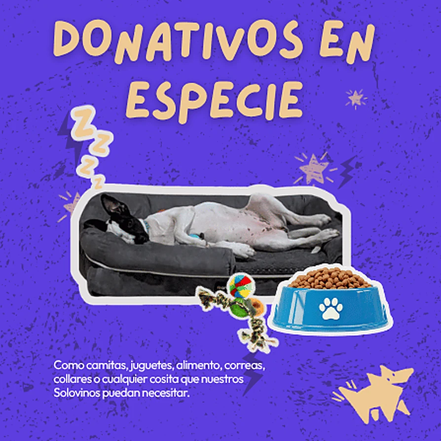 Donativos en especie: camitas, juguetes, alimento, correas, collares o cualquier cosita que nuestros solovinos puedan necesitar.