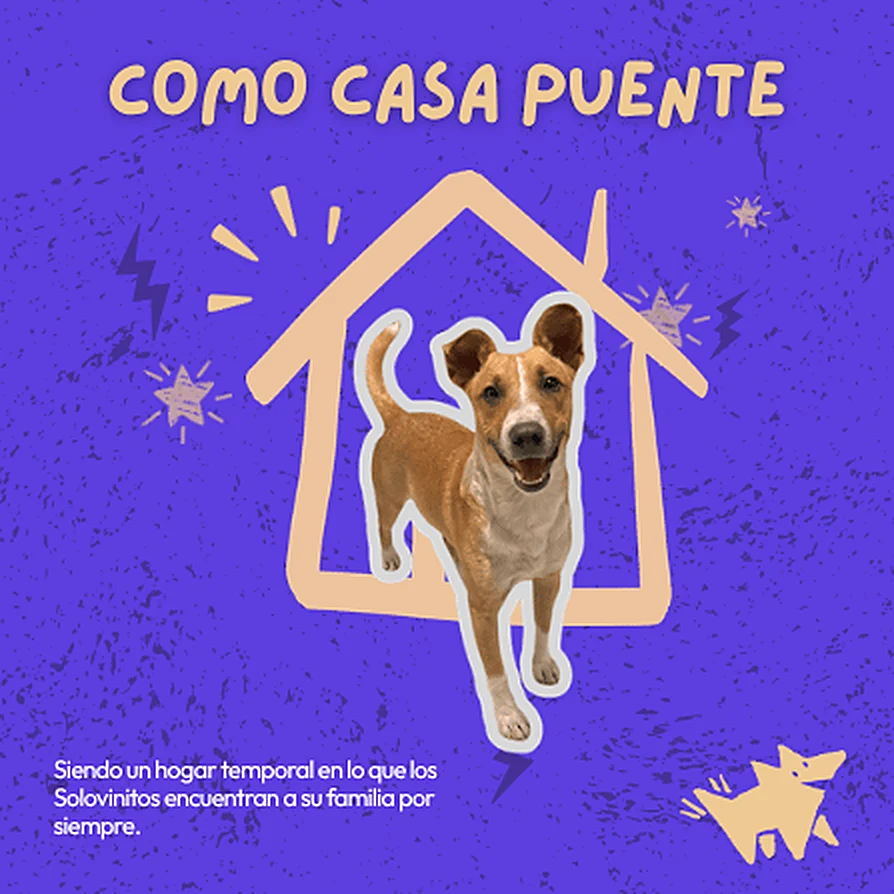Como casa puente: siendo un hogar temporal en lo que los solovinitos encuentran a su familia por siempre.