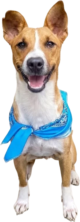 Tony, perro en adopción